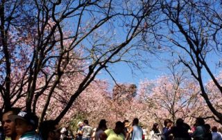 Festa das Cerejeiras do Parque do Carmo 2023