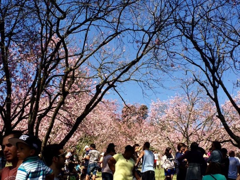 Festa das Cerejeiras do Parque do Carmo 2023