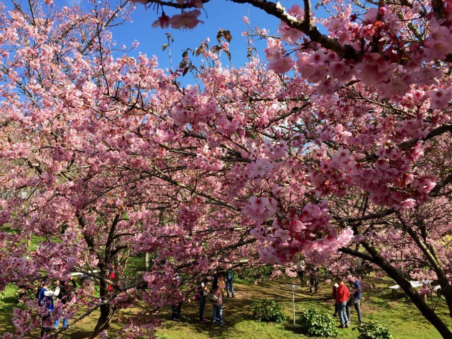 campos-do-jordao-festa-da-cerejeiras-910x683-1 (1)