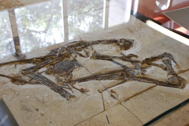 Museu de Geociências da USP
